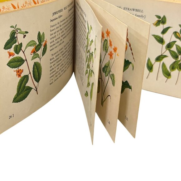 A Guide To Wild Flowers Woodland Flowers Book By T.H. Everett - Picture 4 of 8